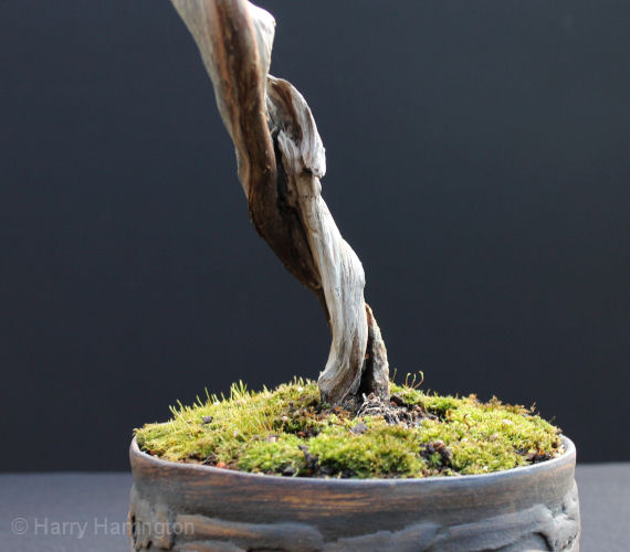 Juniper sabina literati bonsai